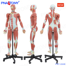 PNT-0349 140cm humain modèle de figure musculaire
